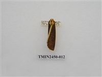 藏品(黑緣灰苔蛾)的圖片